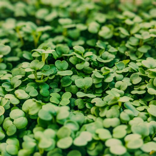 Lush and vibrant microgreens in an outdoor garden, showcasing fresh greenery.